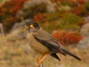 Bird.